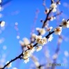 春告草