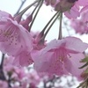 河津桜(’-’*)♪