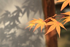 紅葉の影