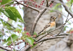 アトリ♀