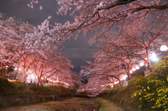 玉川堤の夜桜