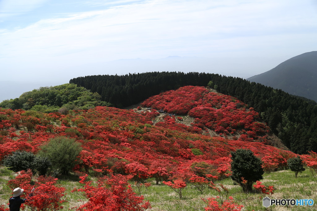 葛城山のヤマツツジ