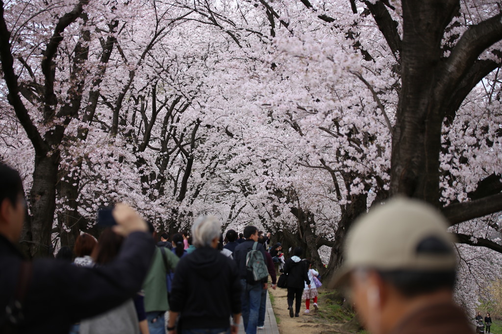 淀川河川公園背割堤の桜並木