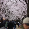 淀川河川公園背割堤の桜並木