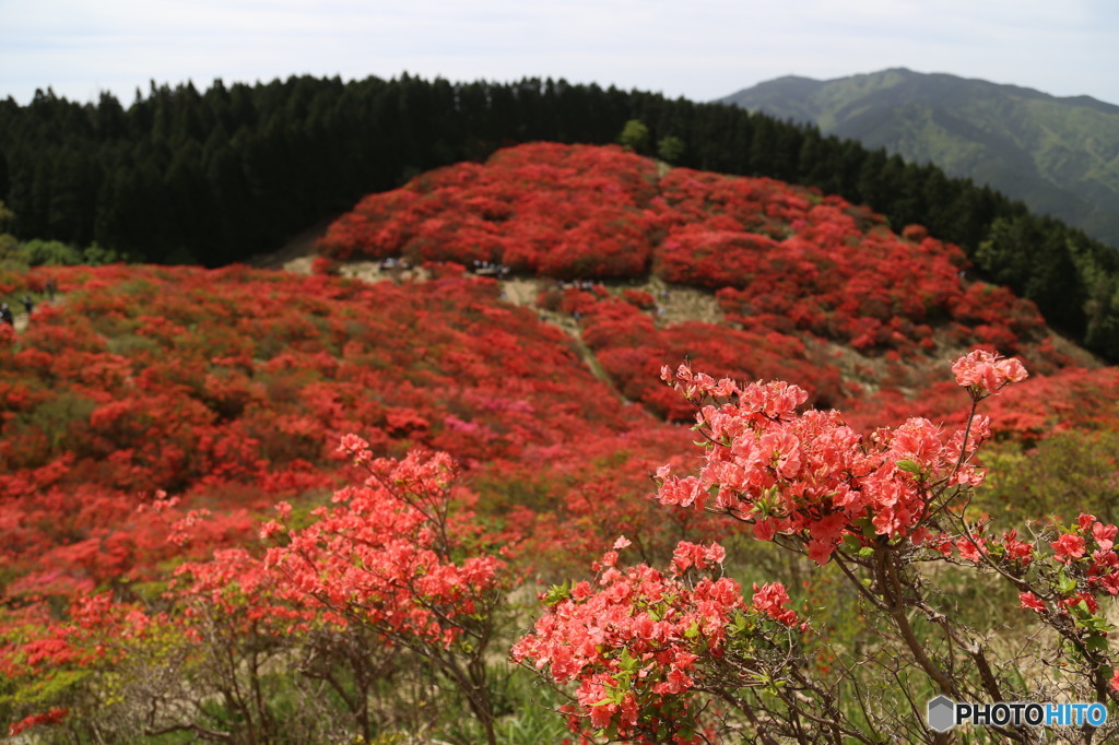 葛城山のヤマツツジ