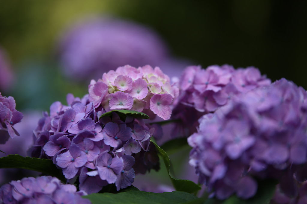 矢田寺の紫陽花