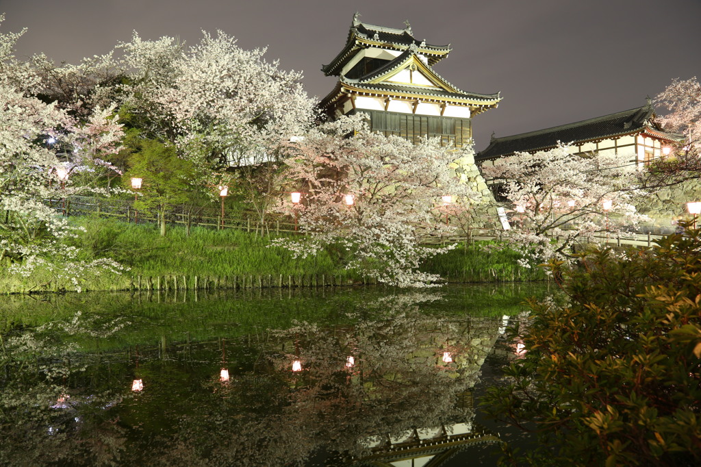 奈良 郡山城跡の夜桜