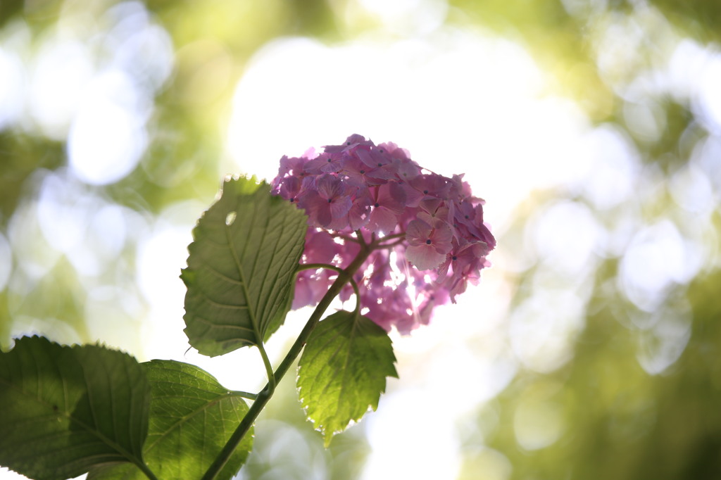 矢田寺の紫陽花