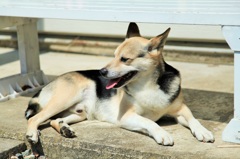 番犬