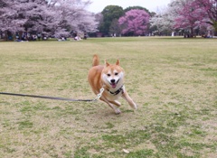 ダッシュ！
