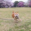 ダッシュ！