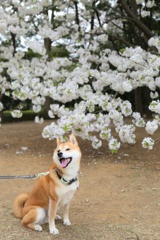 お花見散歩