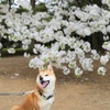 お花見散歩