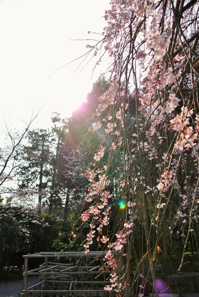 個々の輝き