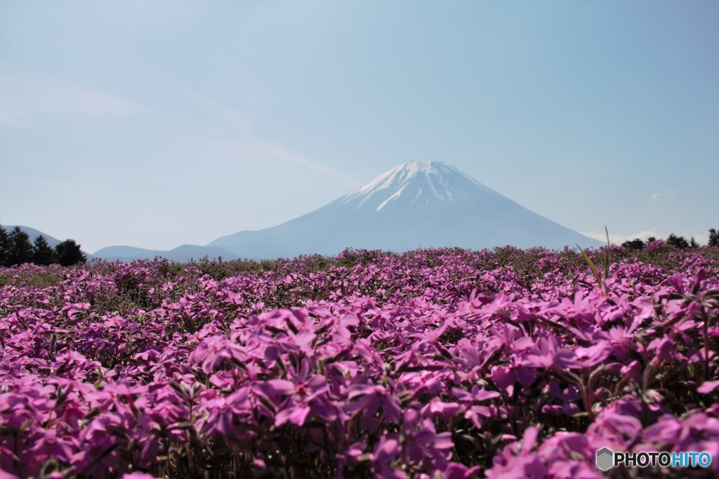 富士芝桜_Ⅱ