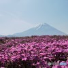 富士芝桜_Ⅱ