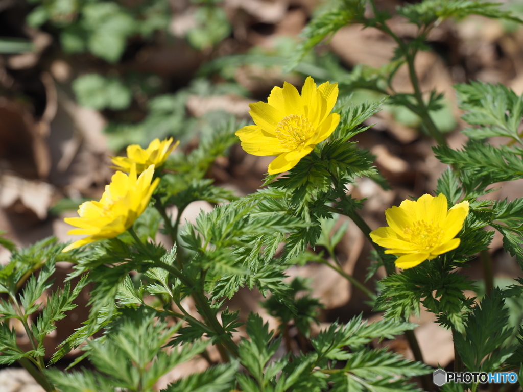 始まりの春＿福寿草（原種）