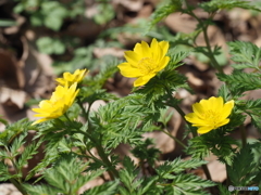 始まりの春＿福寿草（原種）