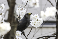 今年も満開