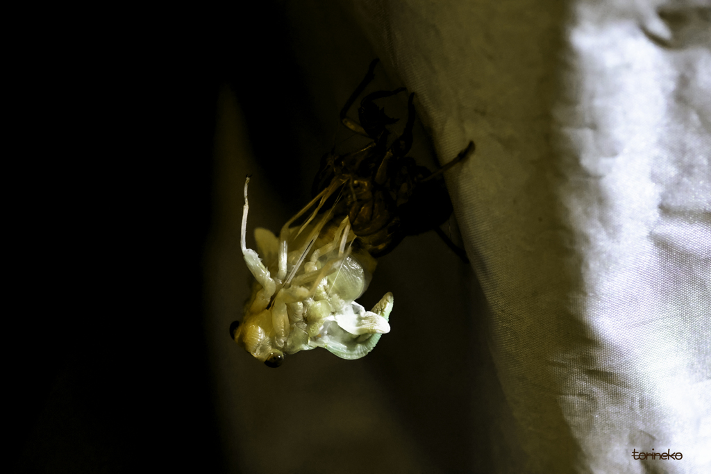 Emergence