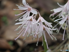 始まりの春＿ショウジョウバカマ