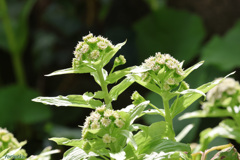 Garden Snap ふきのとう