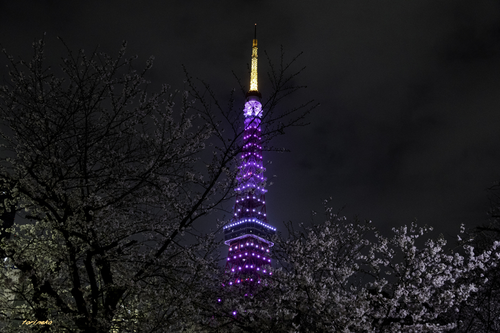 夜桜三景（芝公園）