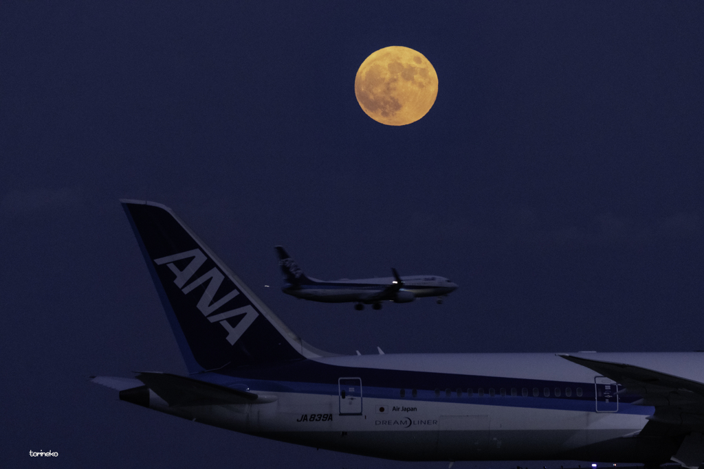 中秋の名月-airport