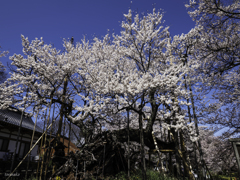 山高神代桜