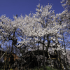 山高神代桜