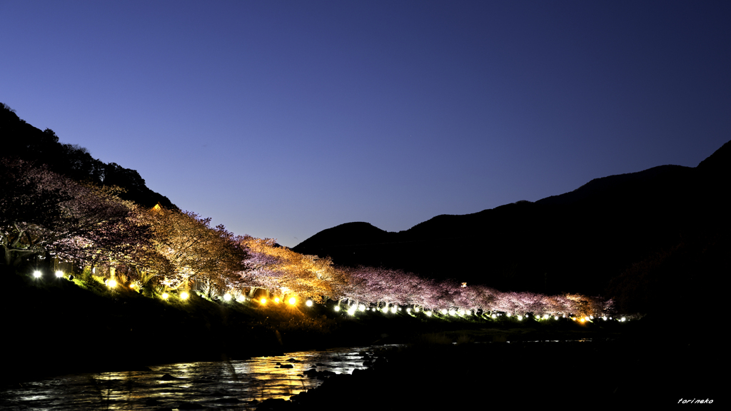河津川さくら祭り