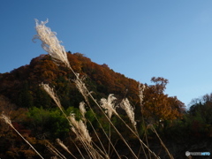 紅葉になびくススキ