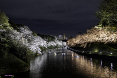 夜桜三景（千鳥ヶ淵）
