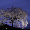 わに塚の桜（ライトアップ）