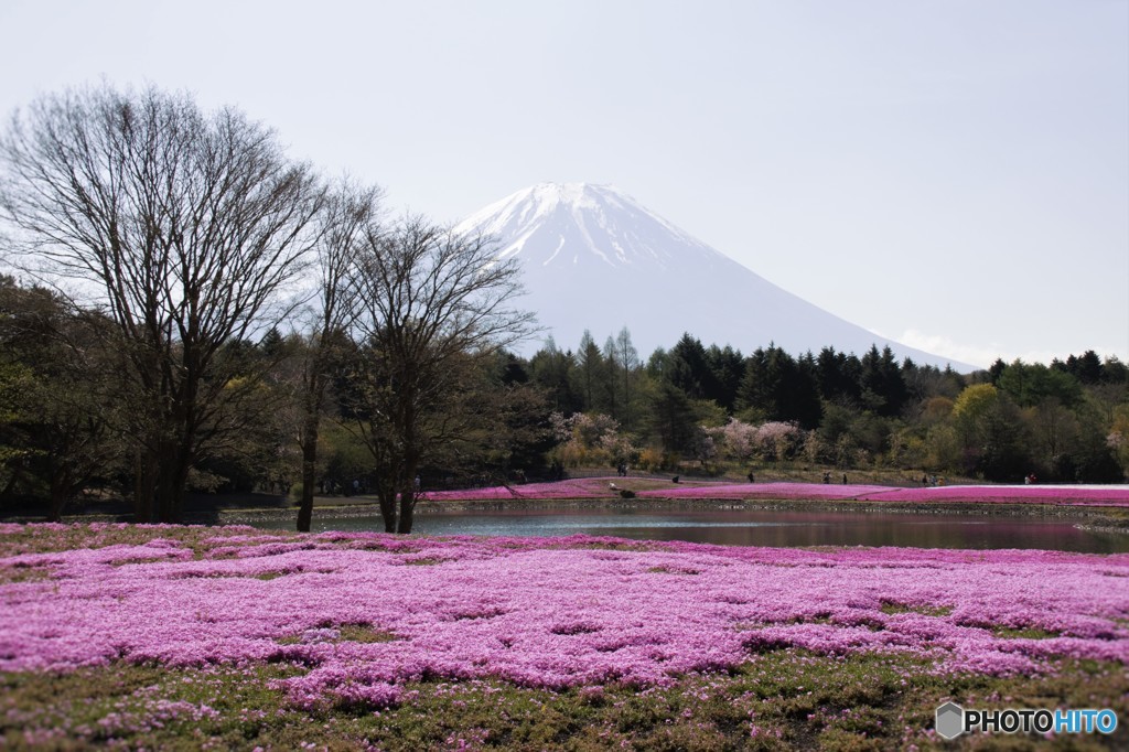  富士芝桜_Ⅰ