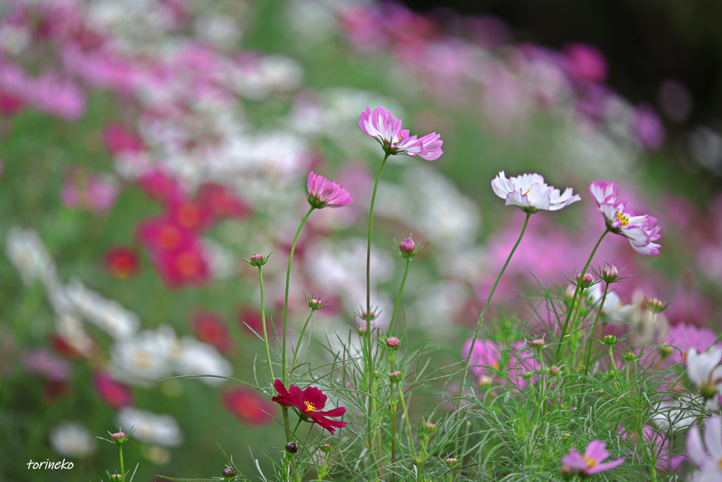 秋桜
