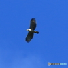 秋空に舞う
