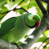 お家で撮ろう「招かざる客_ワカケホンセイインコ」