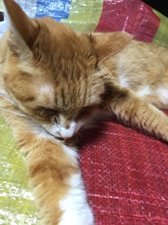 ナデナデして〜