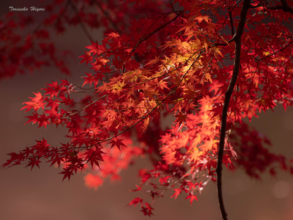 autumn colors Ⅰ～燃～