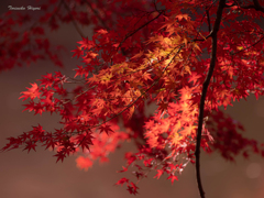 autumn colors Ⅰ～燃～