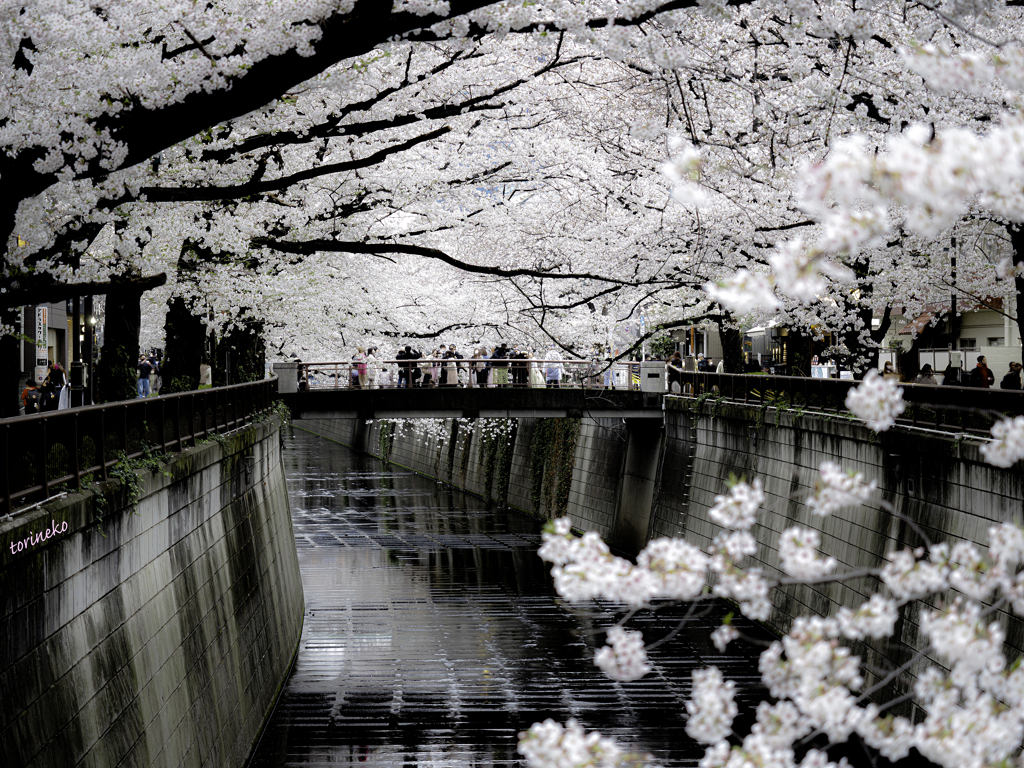 桜並木_1