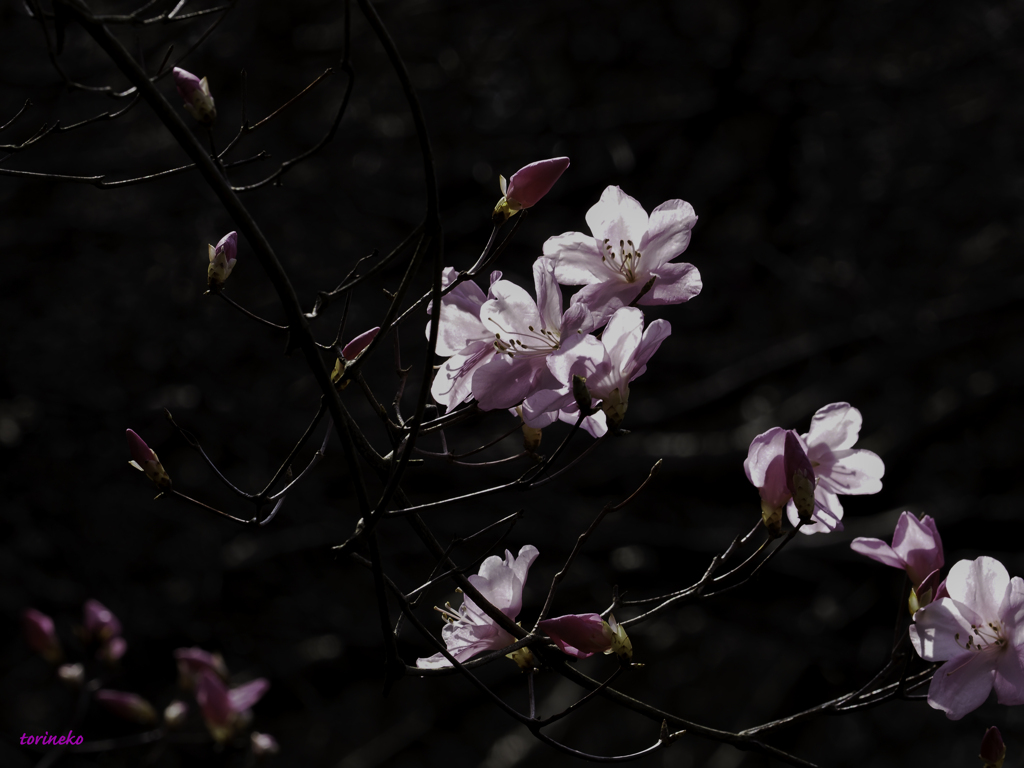 紅花やしおつつじ（情熱・愛の喜び）