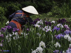 菖蒲園