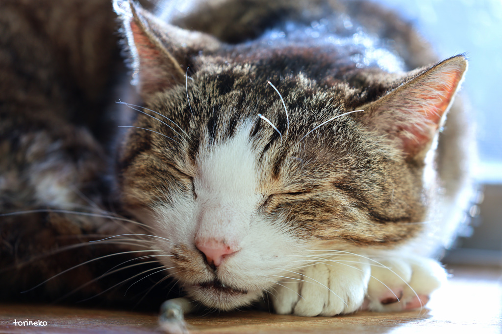 うたた猫（寝）