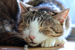 うたた猫（寝）