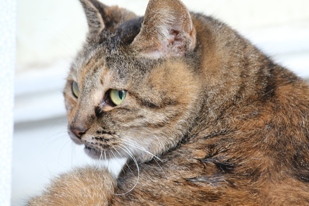 うるさくて昼寝が出来ないニャン