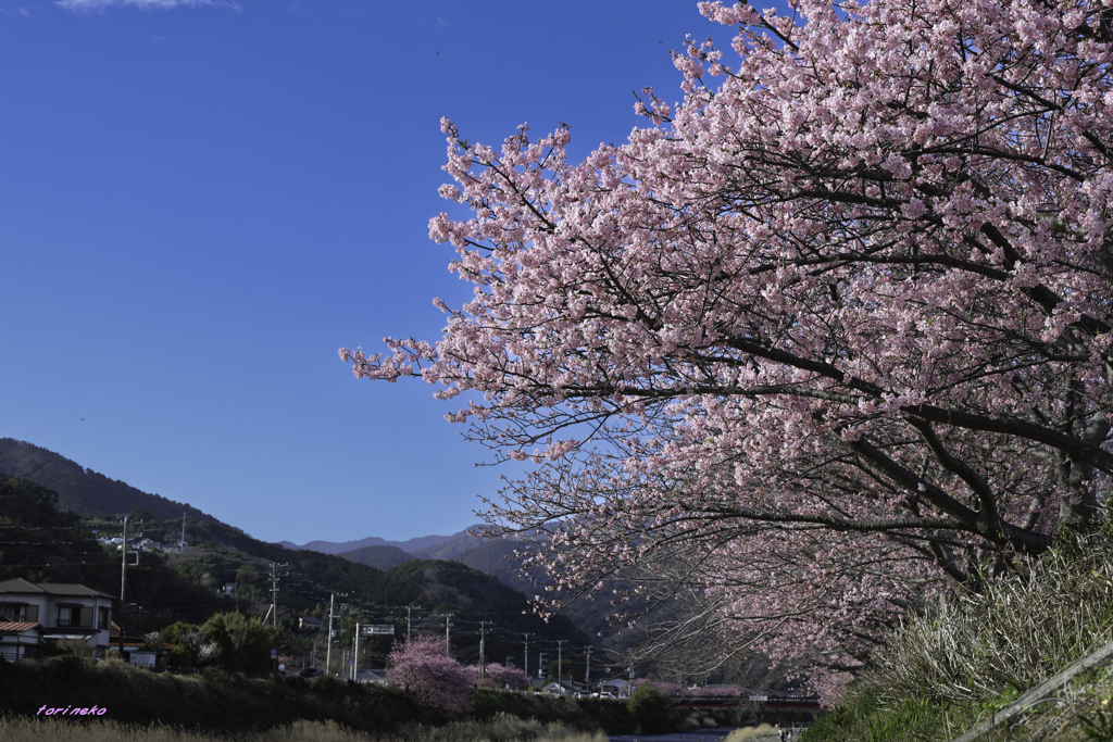 河津川さくら祭り