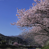 河津川さくら祭り