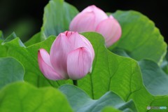 清らかな心